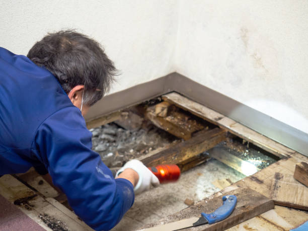 Best Certified Mold Removal  in South Monrovia Island, CA