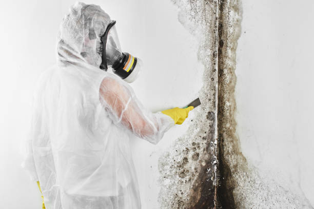 Crawl Space Mold Removal in South Monrovia Island, CA