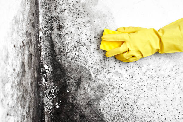Mold Removal and Inspection in South Monrovia Island, CA