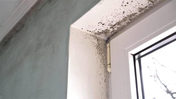 Best Fast Mold Removal  in South Monrovia Island, CA