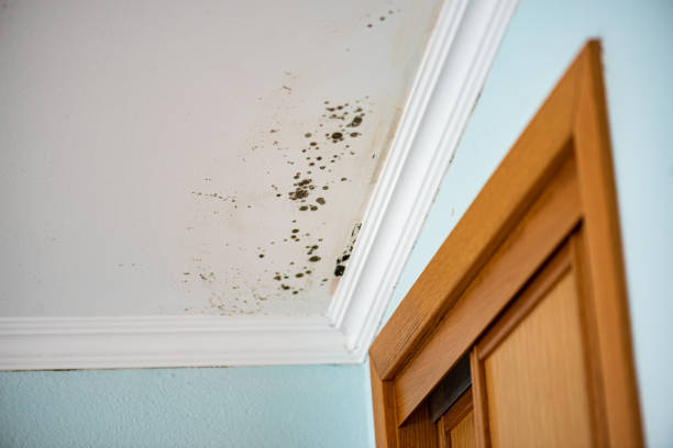 Best Mold Damage Repair  in South Monrovia Island, CA