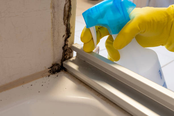 Best Black Mold Removal  in South Monrovia Island, CA