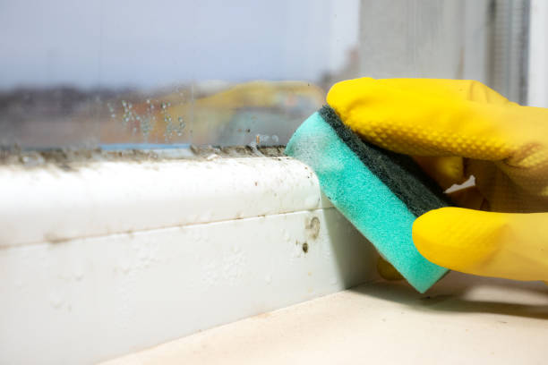 Best Certified Mold Removal  in South Monrovia Island, CA