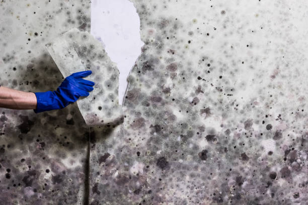 Best Residential Mold Removal  in South Monrovia Island, CA