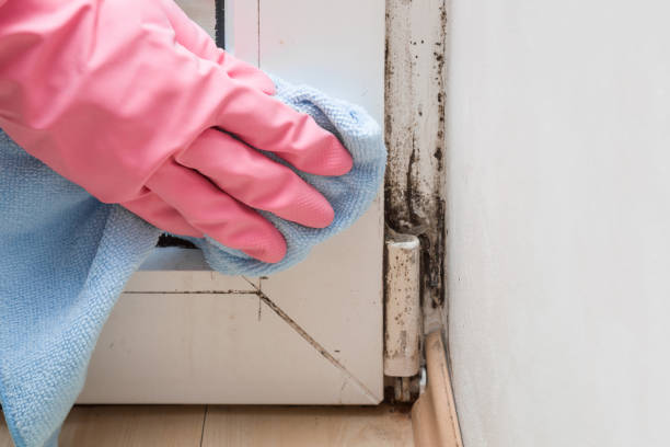 Best Commercial Mold Removal  in South Monrovia Island, CA